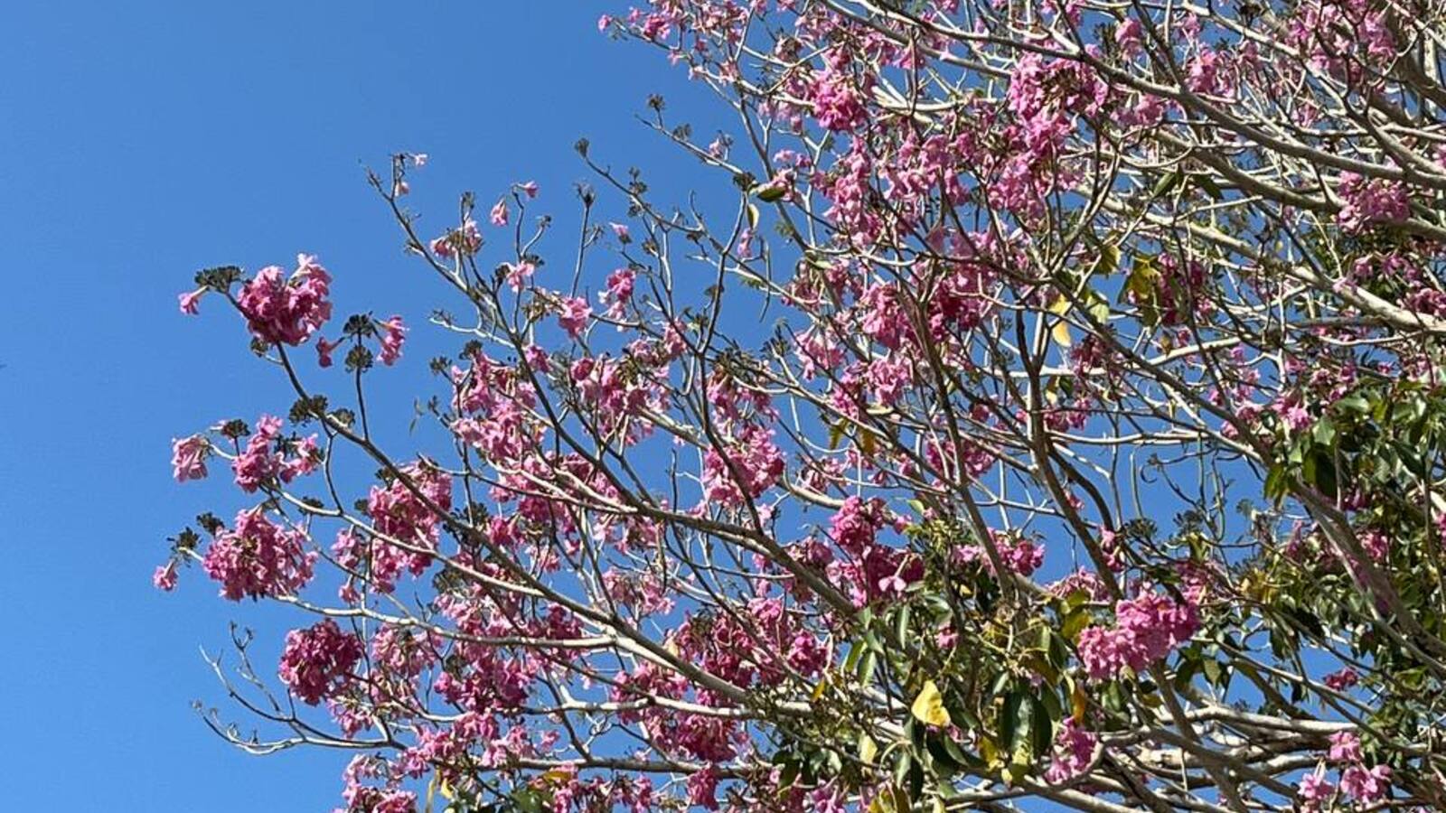 Khung cảnh đường hoa kèn hồng đang nở đẹp ở Châu Thành Sóc Trăng